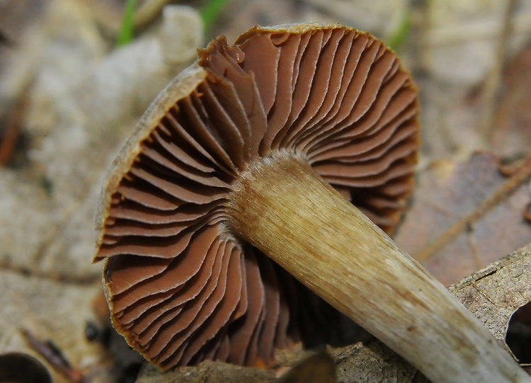 Cortinarius  stemmatus ?